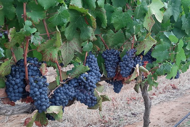 Wine Tour to Stellenbosch & Franschhoek with Tastings & Lunch - Transport, group size, and the value of the day
