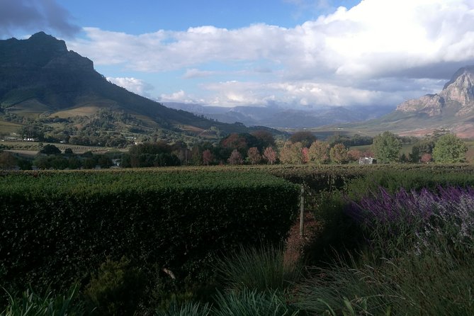Winelands Full Day Tour - How the guiding affects the day