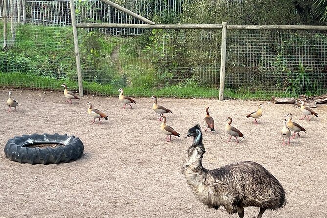 World of Birds, Kirstenbosch and Constantia Wine Private Day Tour - Starting in Cape Town at 8:00 am