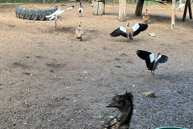 World of Birds, Kirstenbosch and Constantia Wine Private Day Tour - What private transport adds
