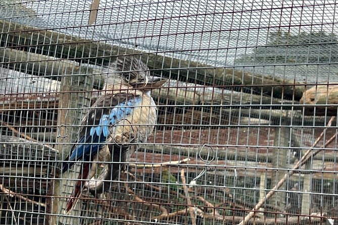World of Birds, Kirstenbosch and Constantia Wine Private Day Tour - What to budget beyond the $284.80 price