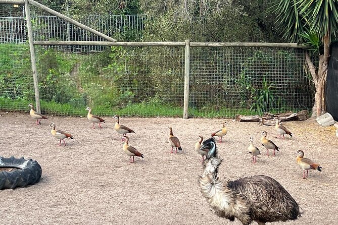 World of Birds, Kirstenbosch and Constantia Wine Private Day Tour - Two hours among birds in Hout Bay
